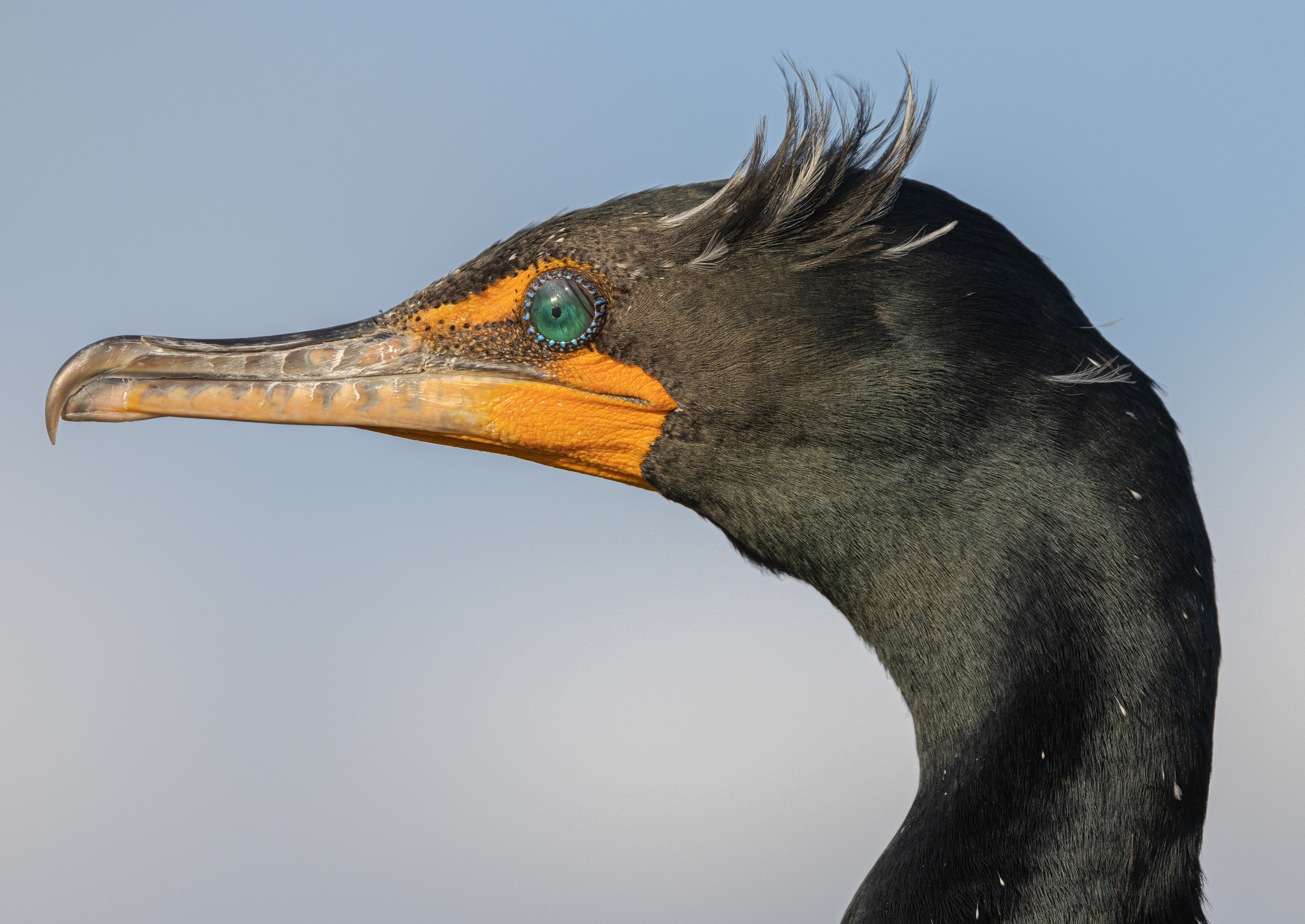 Ch’íich’ ja'cormorán orejudoe’ jach uts u bulkubáaj ti’al u chukik u yo’oc