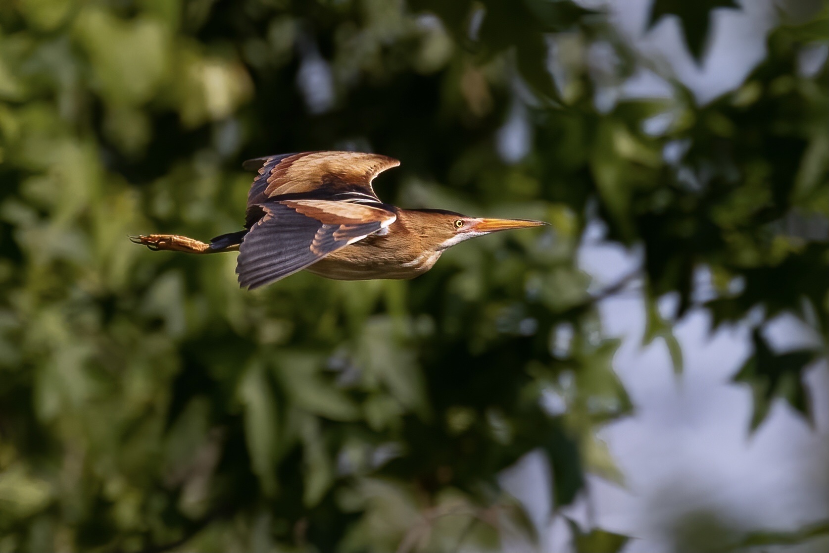 Avetoro menor, la garza más pequeña de América
