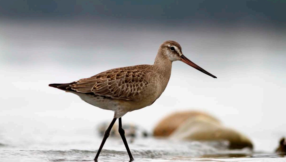 U k’éexel yóok’ol kaabe’ táan u taasik talamil ti’ aguja café, juntúul ch’íich’ ku xik’nal ichil Ártico yéetel Patagonia