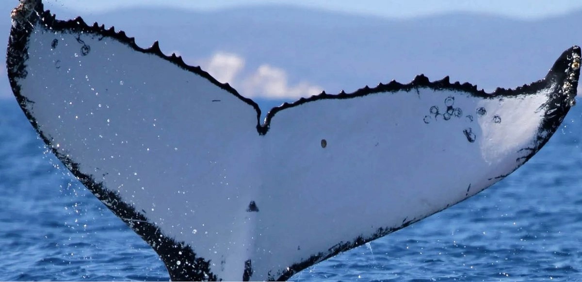 Dos ballenas jorobadas rompen récord al nadar entre Australia y Brasil