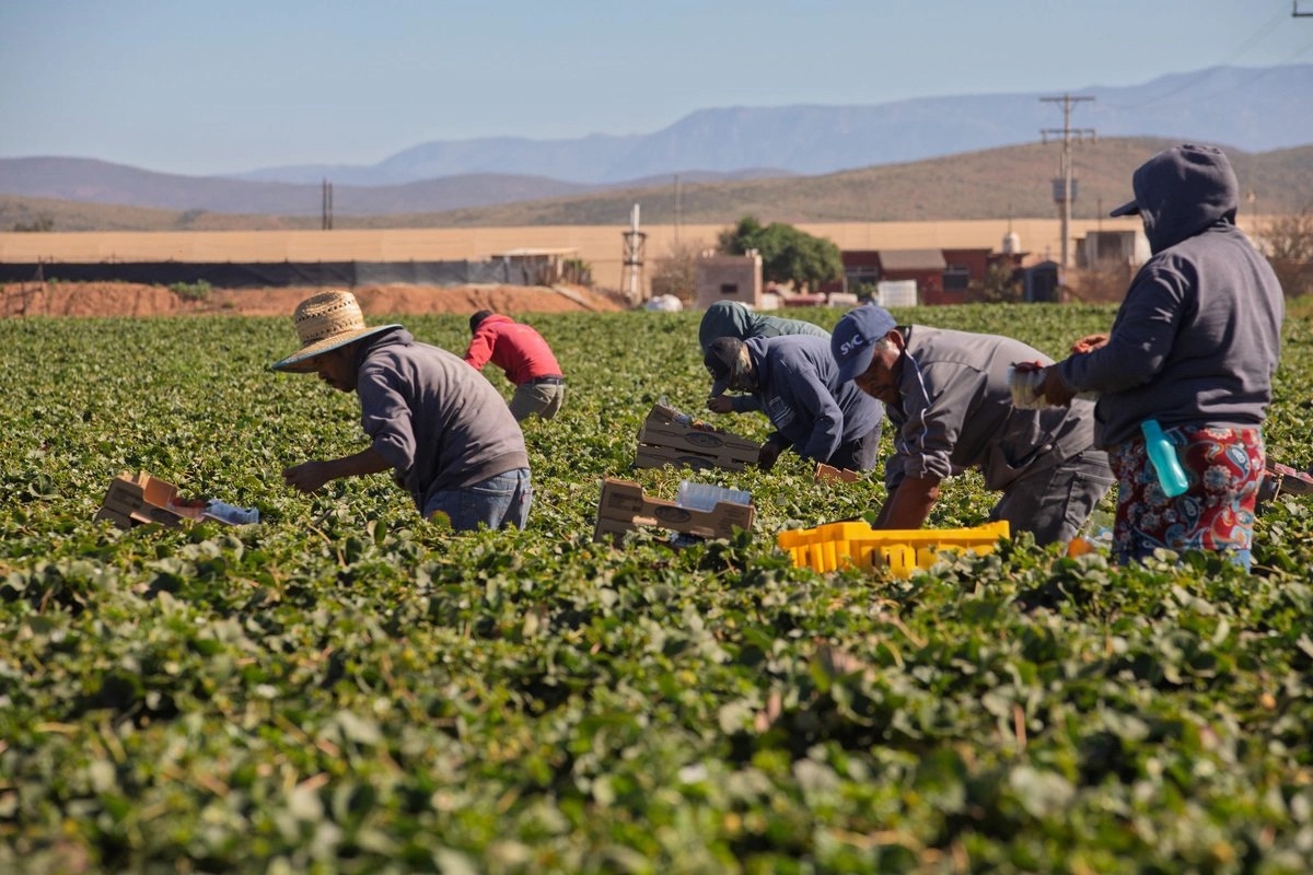 Vive San Quintín fiebre de las 'berries', donde mujeres son 57.1 por ciento de pizcadores