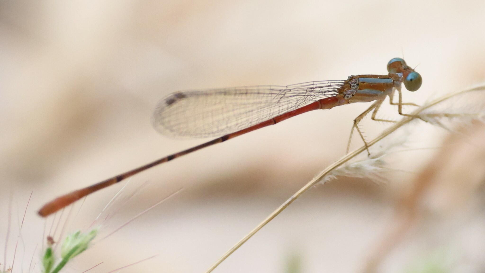 Caballitos del diablo, refleja la presencia de aguas dulces limpias