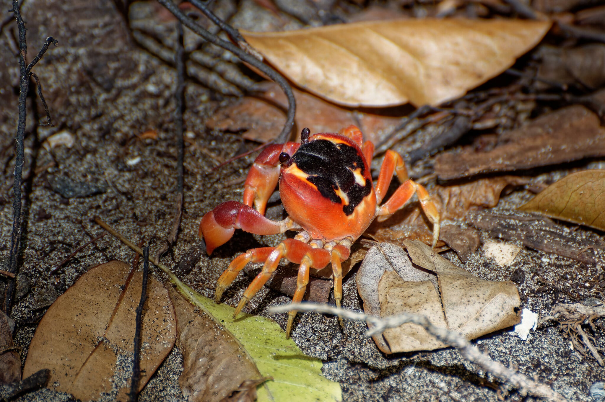 U babil uj, chan ba’alche’ ku máan lu’um ba’ale’ ti’al u ya’abtale’ ku suut ich ja’ 