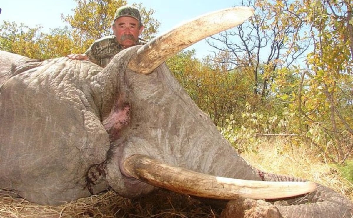 Justicia en la selva de África: Elefantas emboscan y matan a cazador para proteger a una cría