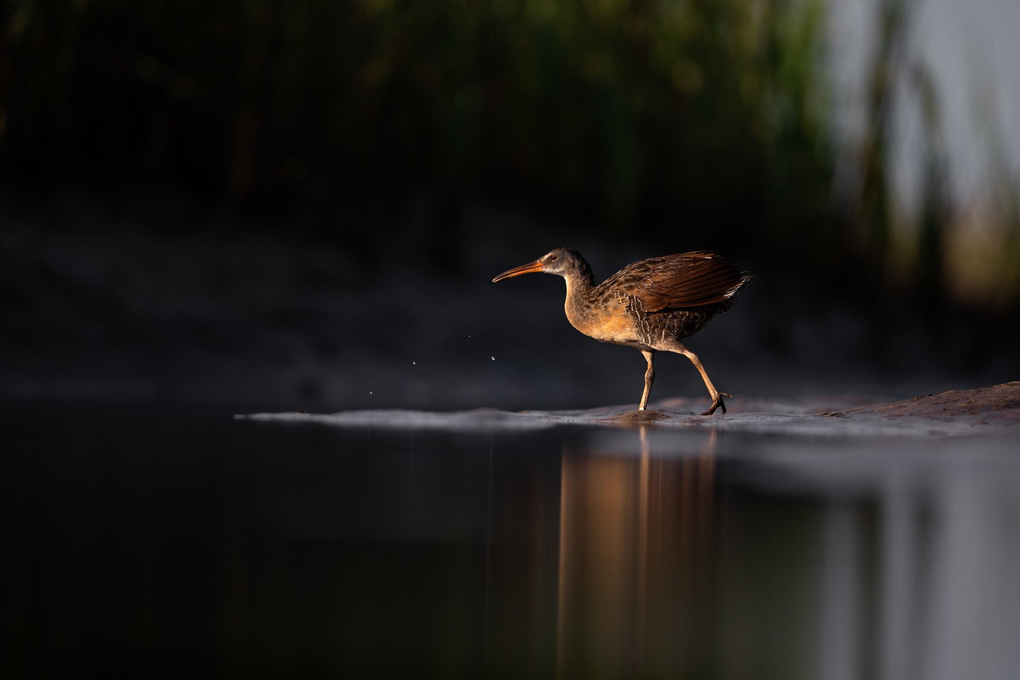Ch’íich’, rascón crepitante, wa ila’abe’ u k’áat u ya’al uts yanik tu’ux yaan 