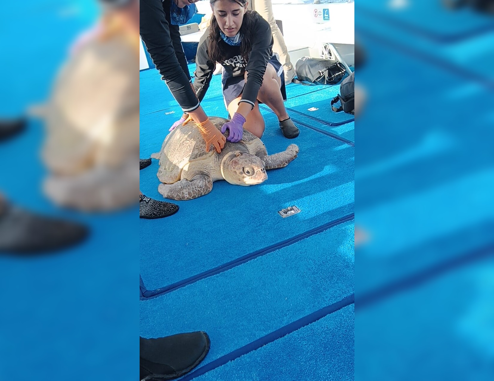 Hospital marino de Xcaret, una oportunidad de vida para varios ejemplares en QRoo