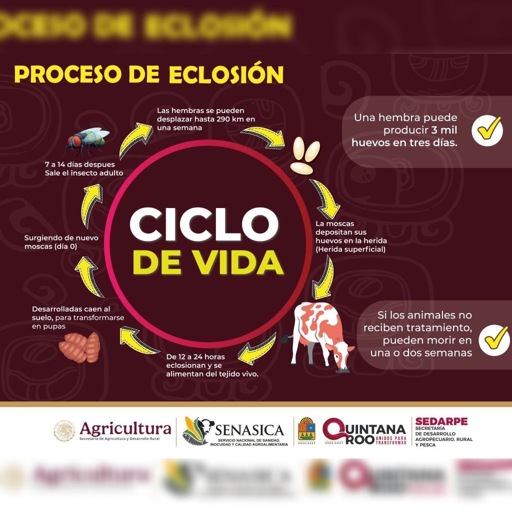 Gobierno de QRoo exhorta a ganaderos a mantener medidas preventivas contra el gusano barrenador