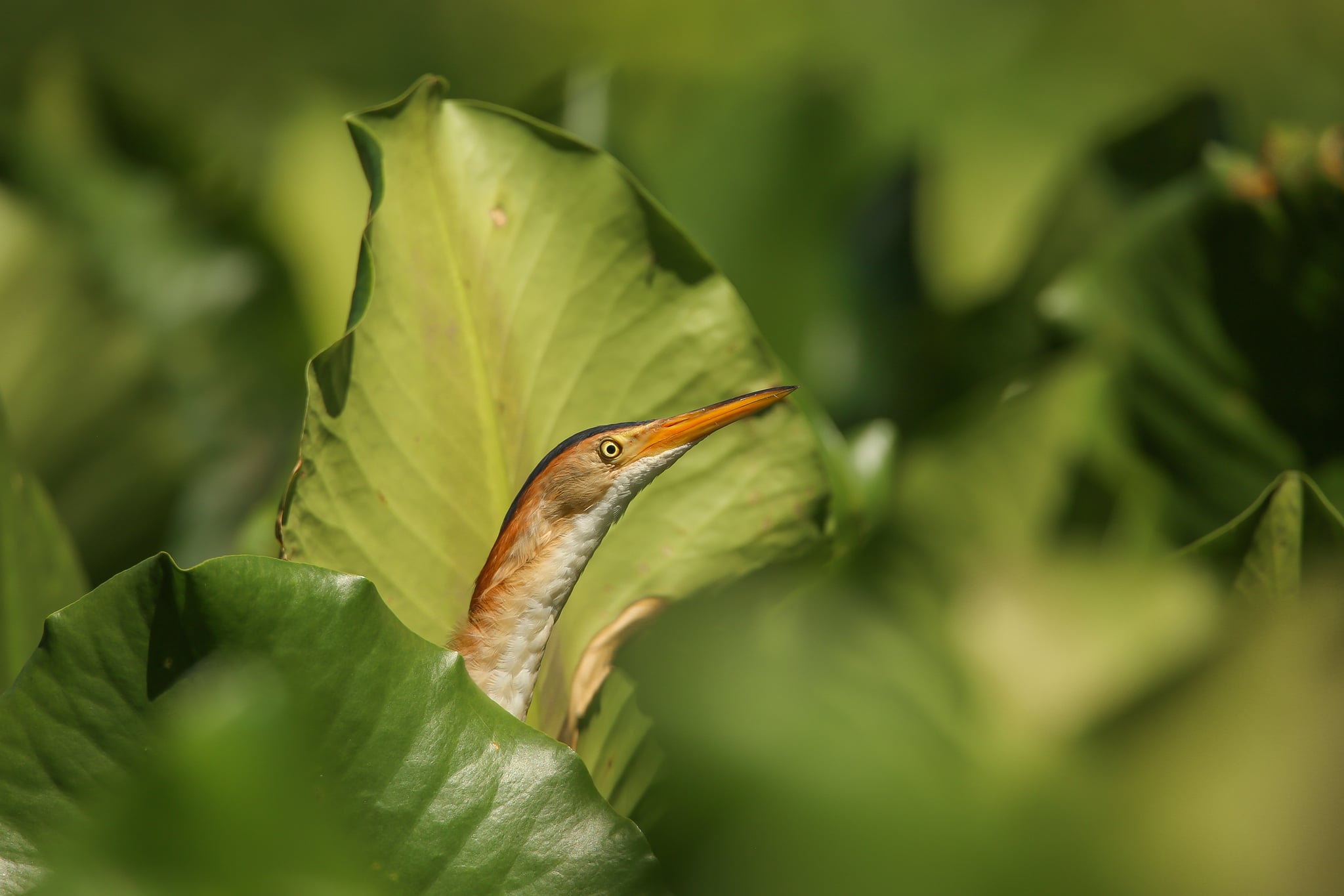 Ch’íich’ ja’, Avetoro menor, u maas chichnil gaarsail 