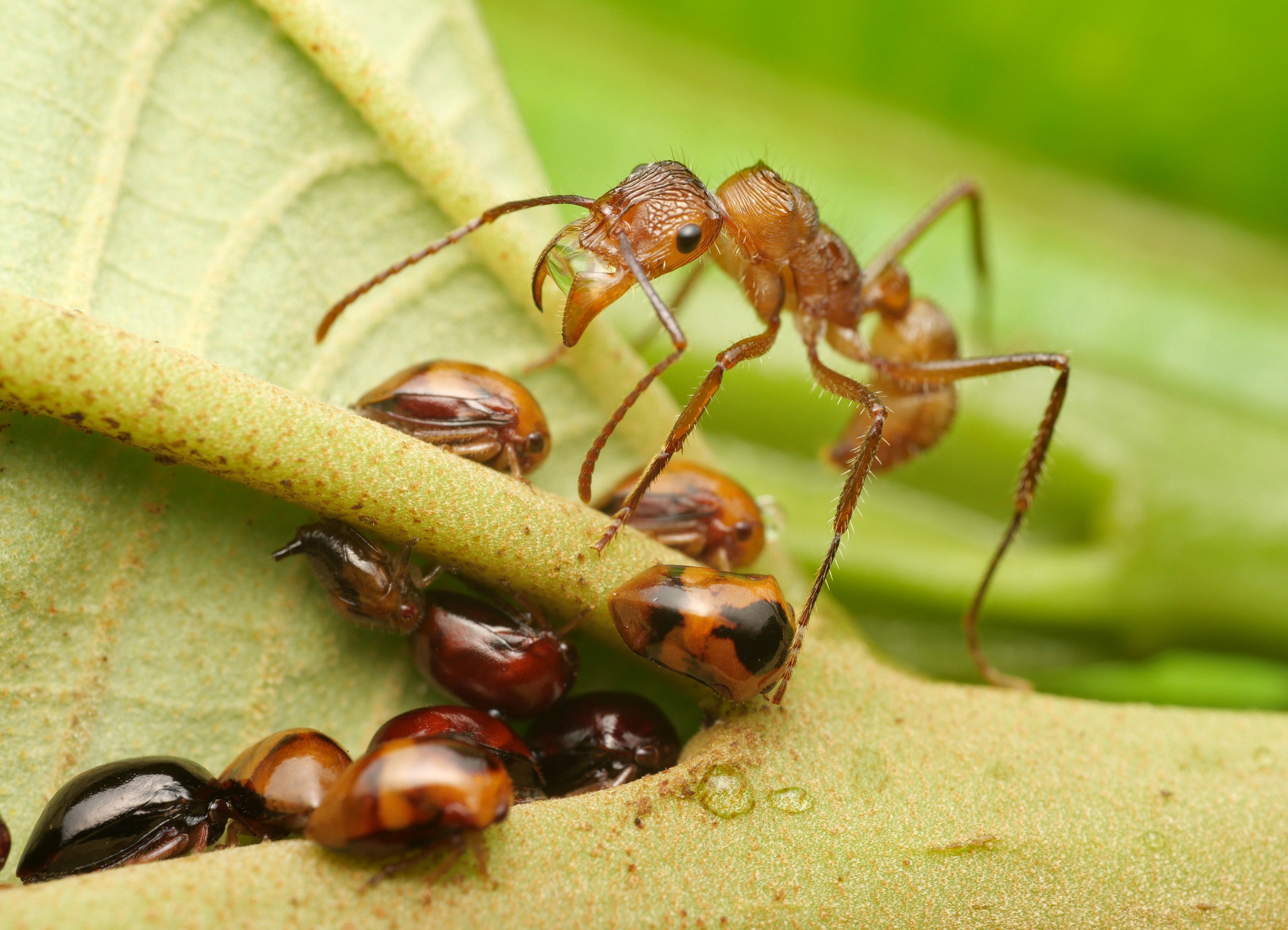 Hormiga de mandíbula grande, la gran depredadora