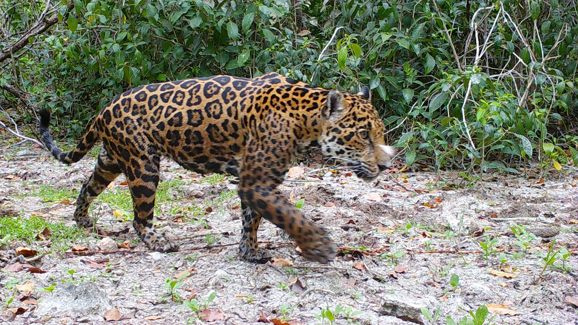 El jaguar está en situación crítica; ha perdido más de la mitad de su distribución en México