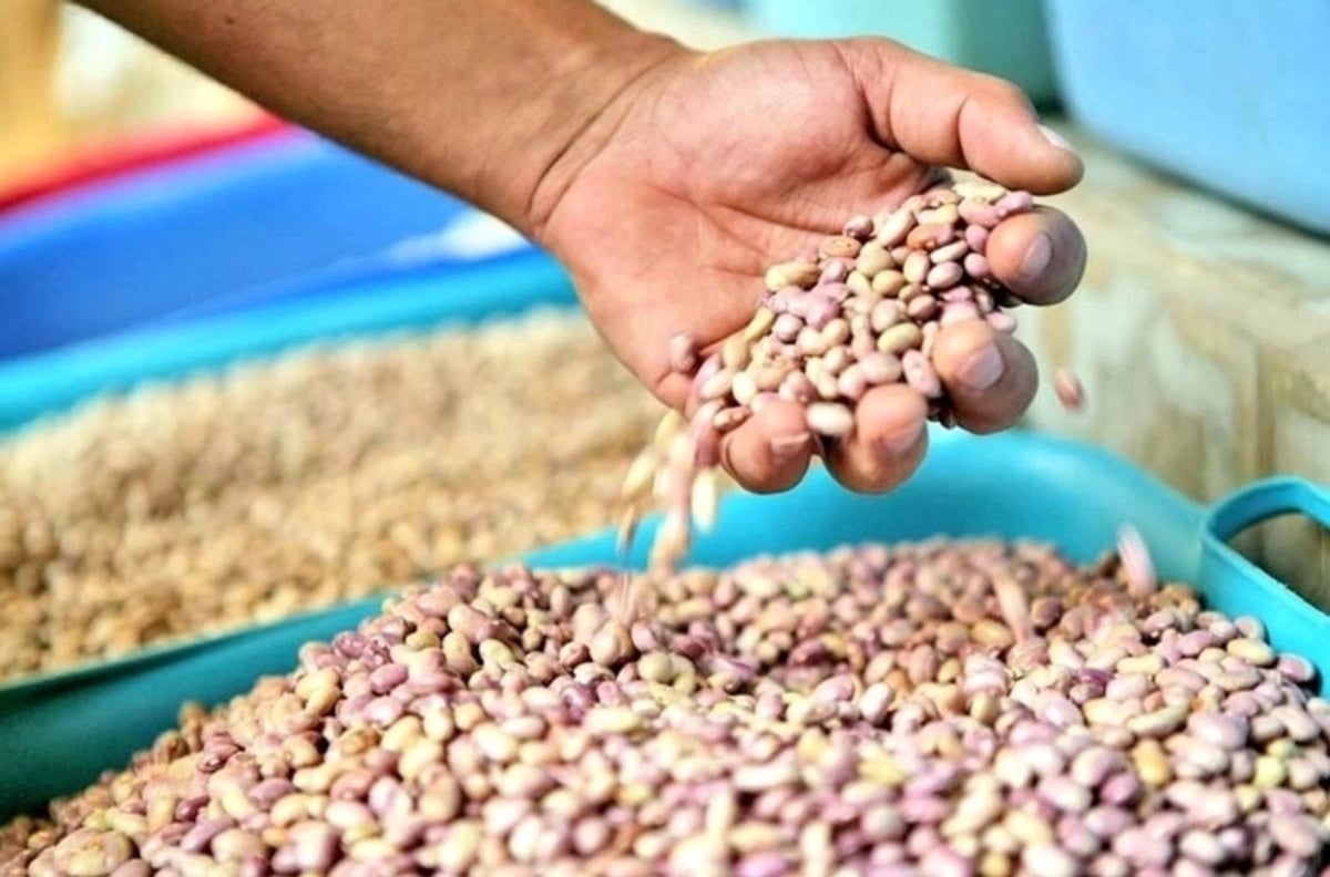 Productores de frijol protestan en Durango; exigen reanudar acopio del grano