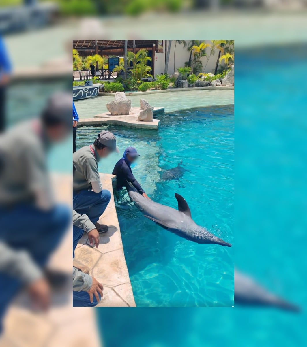 Profepa aclara que delfines asegurados en Cancún están en buen estado 