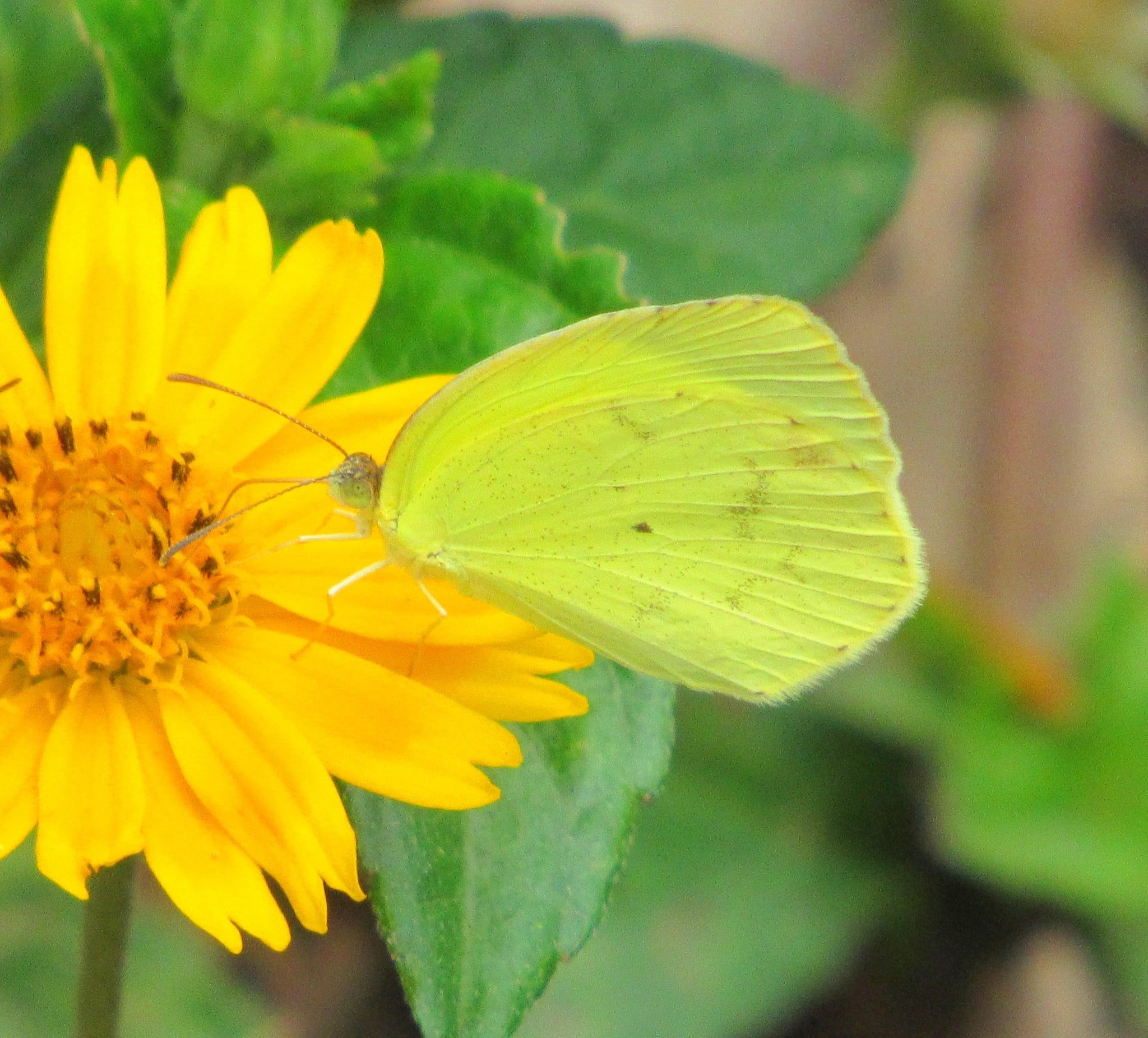 Evaluadora de salud ambiental, la mariposa mimosa