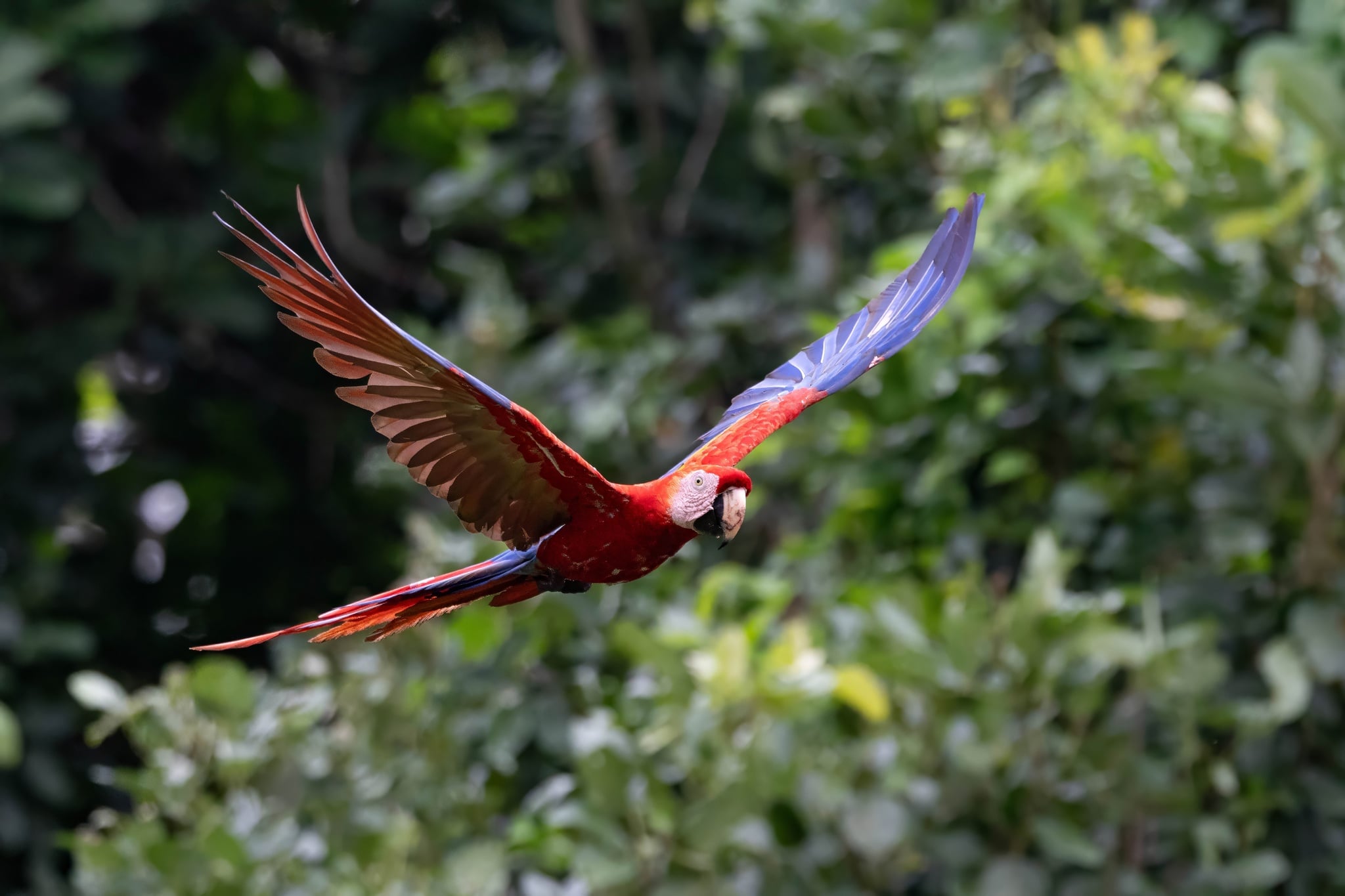 Mo’ ma’ tu sa’atal yóok’lal u chak k’u’uk’mel 