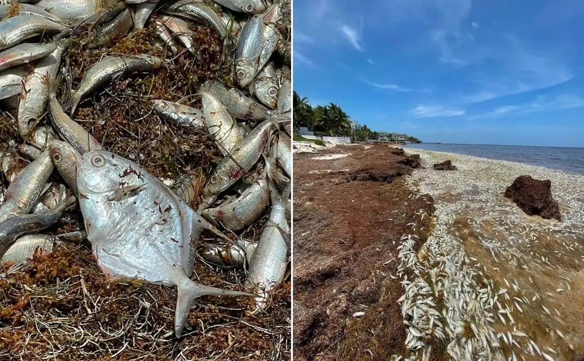 Mortandad de peces en Puerto Morelos, porque el sargazo en descomposición disminuye el oxígeno en el agua: autoridades