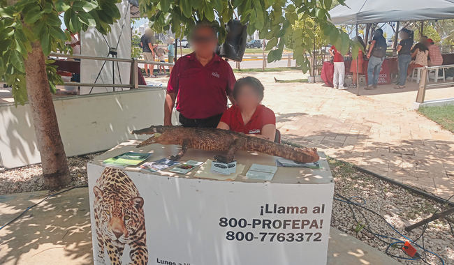 Llevan a cabo el ''Croco-Fest'' en Campeche