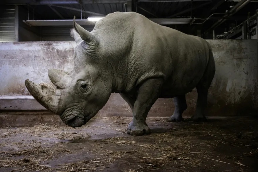 Rinoceronte del zoo de París trasladado a México para preservar diversidad genética de la especie