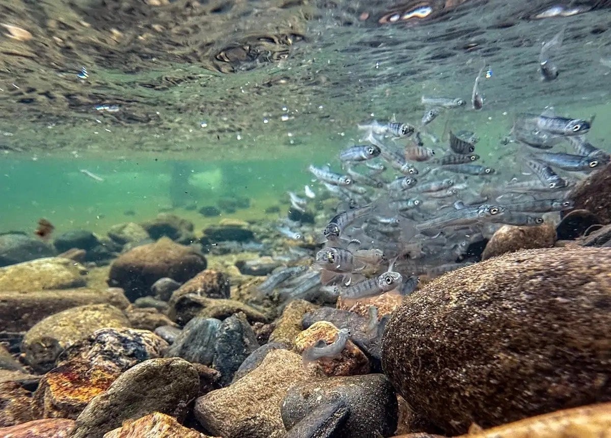 Los salmones nadan distancias más largas bajo efectos de cocaína