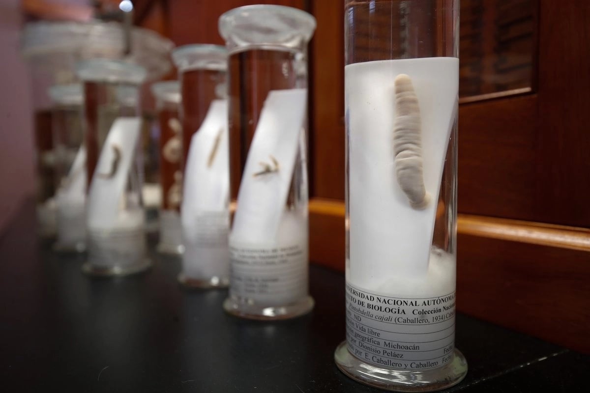 ''Las sanguijuelas son aliadas de la medicina, pero en México no se usan por prejuicios'': cirujano