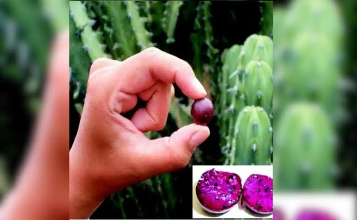 Descubren beneficios del garambullo en prevención de cáncer de colon