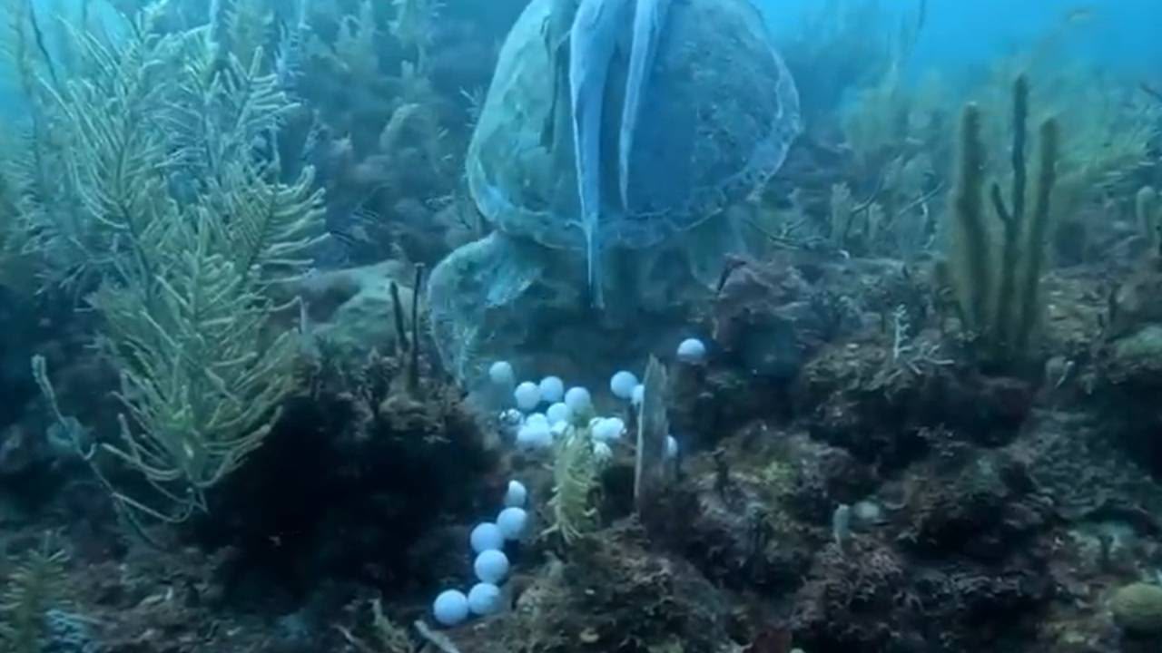 Sargazo asfixia la anidación en Mahahual; tortugas sufren desplazamiento y son obligadas a desovar en el mar