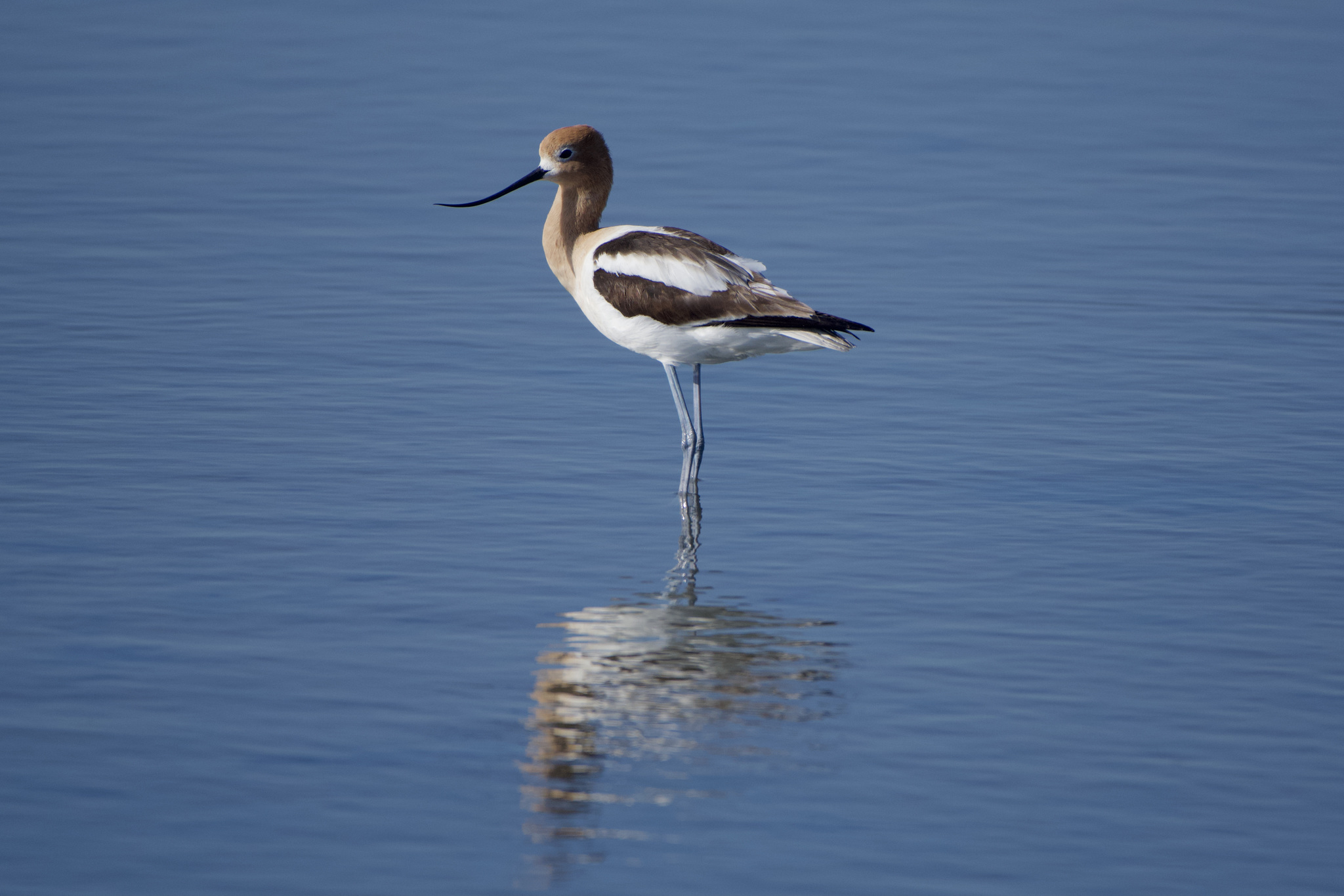 La península de Yucatán recibe cada año a la Avoceta americana