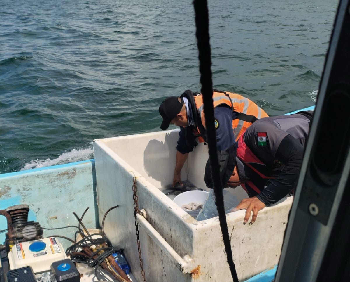 Detienen a tres personas por captura de pulpo, especie actualmente en veda en Yucatán 