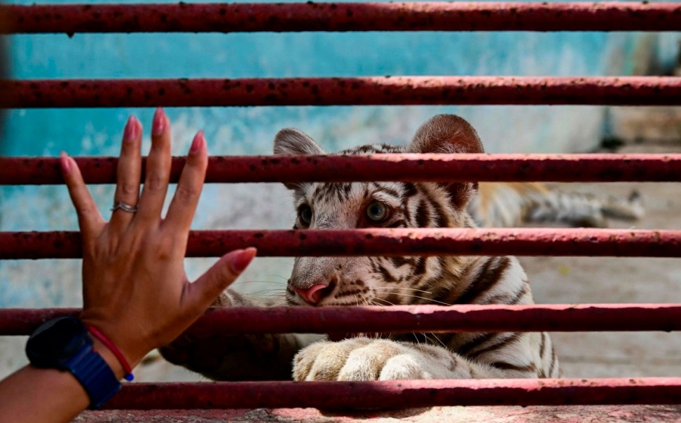 Zoológico Nacional de Cuba táan u yilik bix u kaláantik ba’alche’ob tumen xóoxot’ yanik sáasil