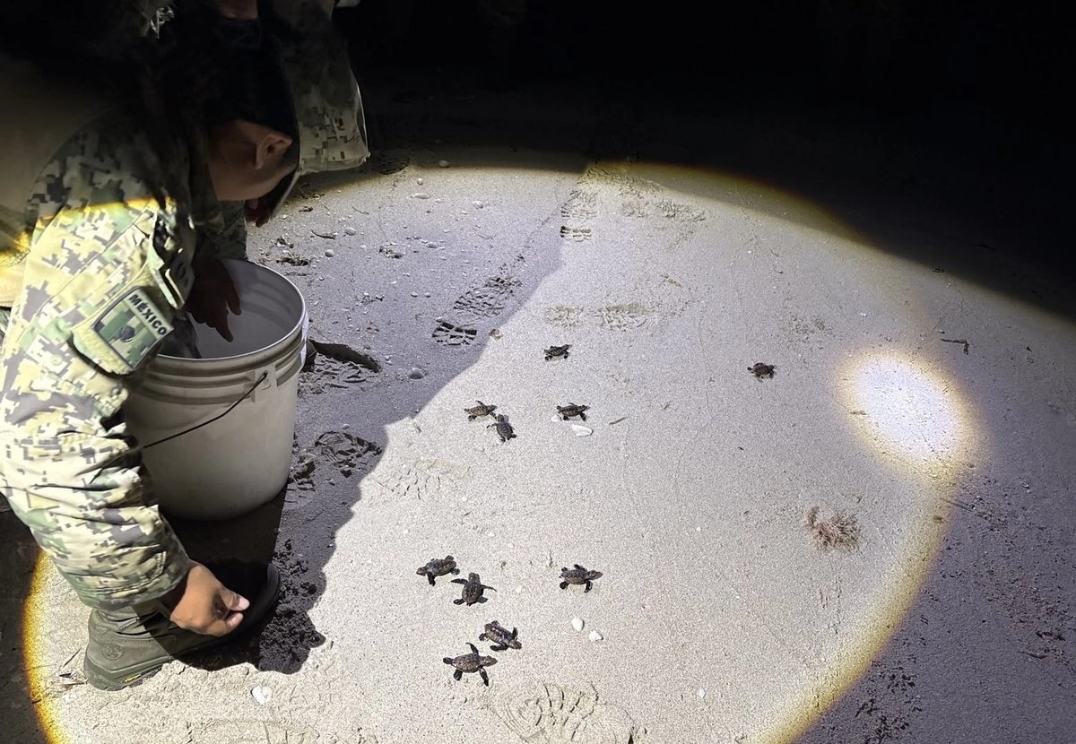 Ponen a salvo a tortugas marinas en riesgo de ser arrolladas al cruzar carretera en Campeche