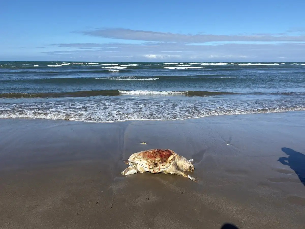 No hay reporte oficial de especies marinas muertas en Veracruz: procuraduría ambiental