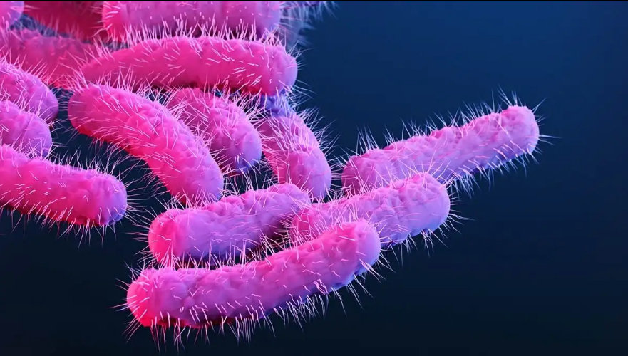 Aumentan en EU los casos de shigelosis, enfermedad que puede causar diarrea con sangre