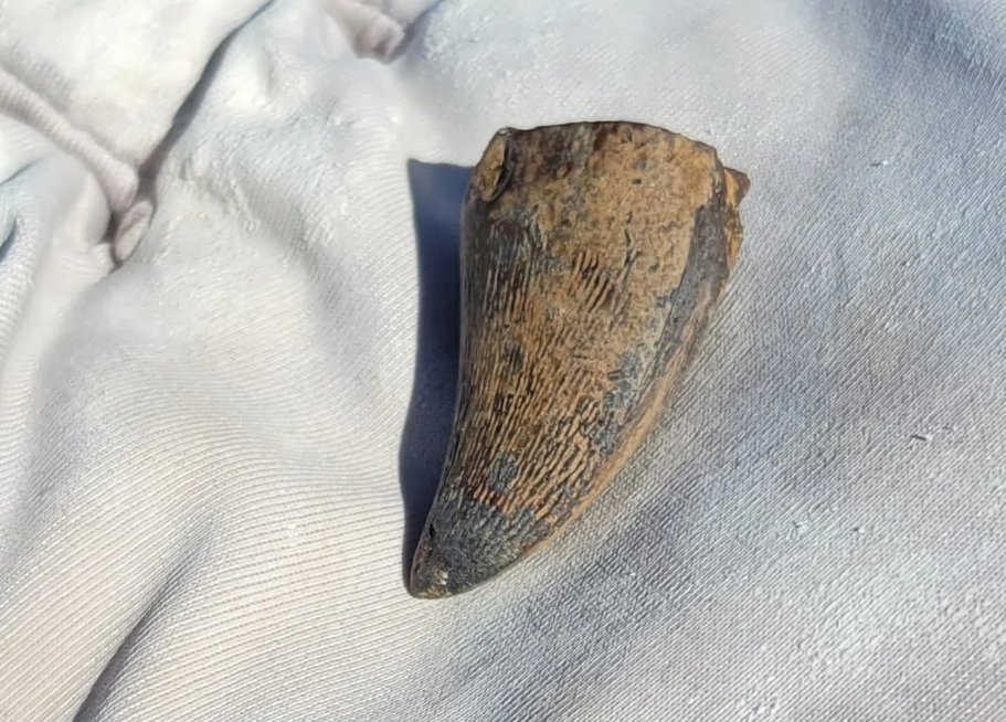 Un diente desvela que un reptil marino extinto también pudo vivir en agua dulce: Esto dice el estudio