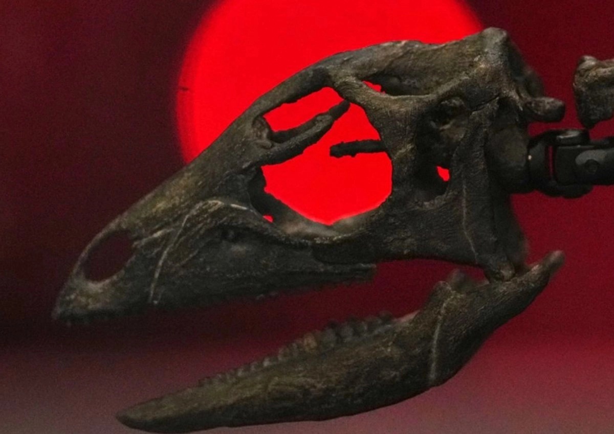 Paleontólogos hallan en Europa primera prueba del icónico dinosaurio de cuello largo, el Diplodocus