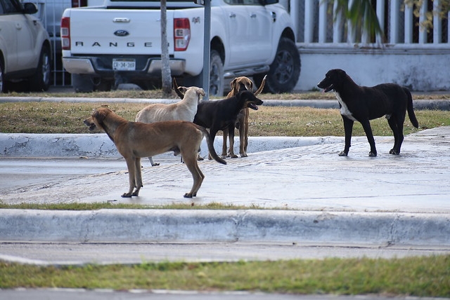 Aumentan 16 por ciento los casos de mordeduras de perro en Yucatán