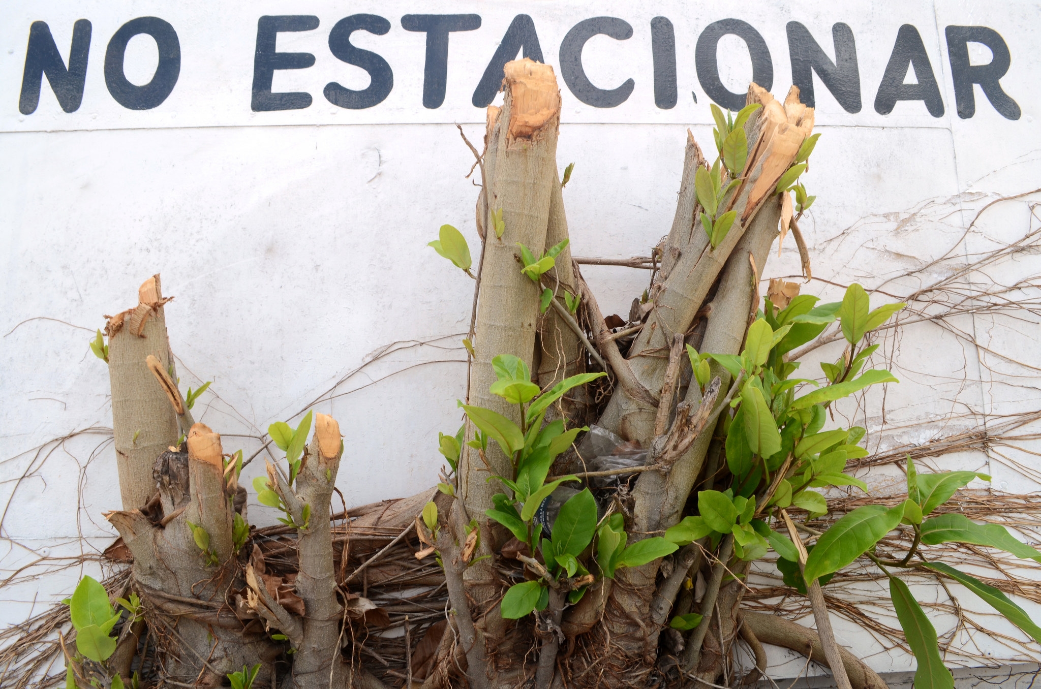 Efectos de un decreto