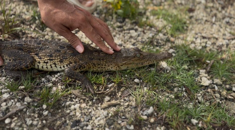 Rescatan a cría de cocodrilo en la carretera costera sur de Cozumel