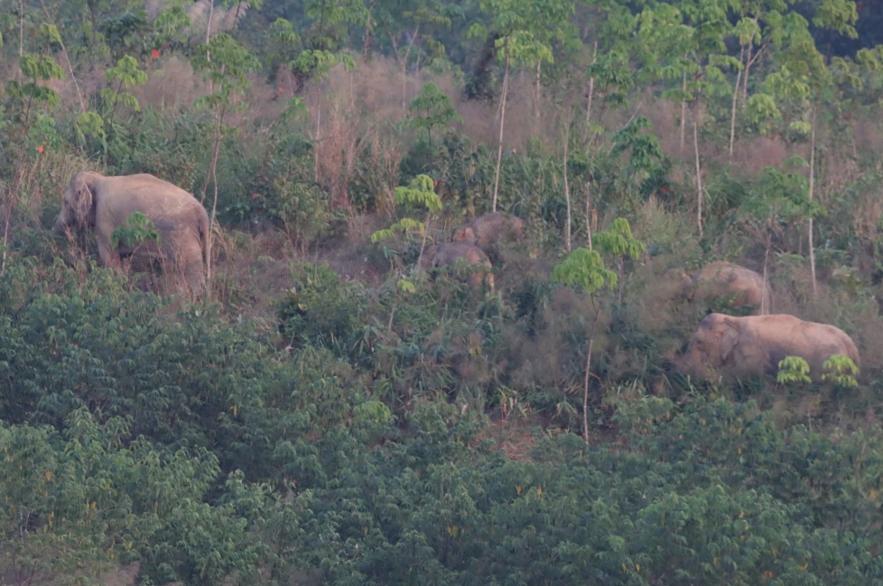Tailandia utiliza vacuna anticonceptiva para frenar población de elefantes cerca de granjas en expansión
