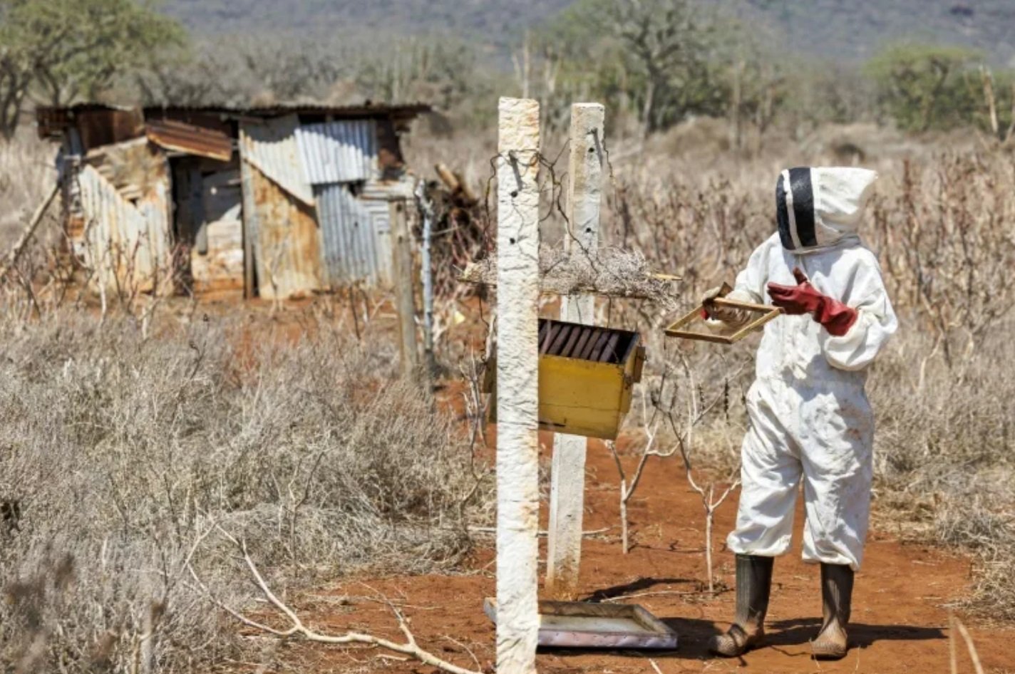 La Jornada Maya | Internacional | Afp | Abejas Ayudan A Resolver Un ...