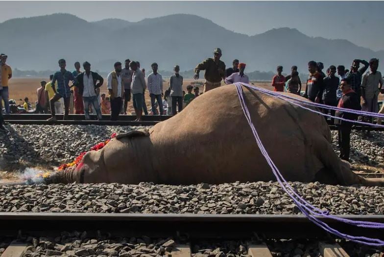 Siete elefantes mueren y uno resulta herido al chocar un tren con una manada en la India