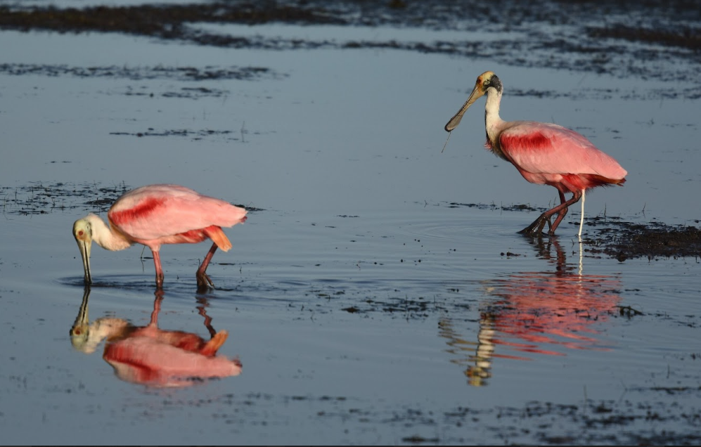 Espátula rosada, ave que engalana los humedales de la península