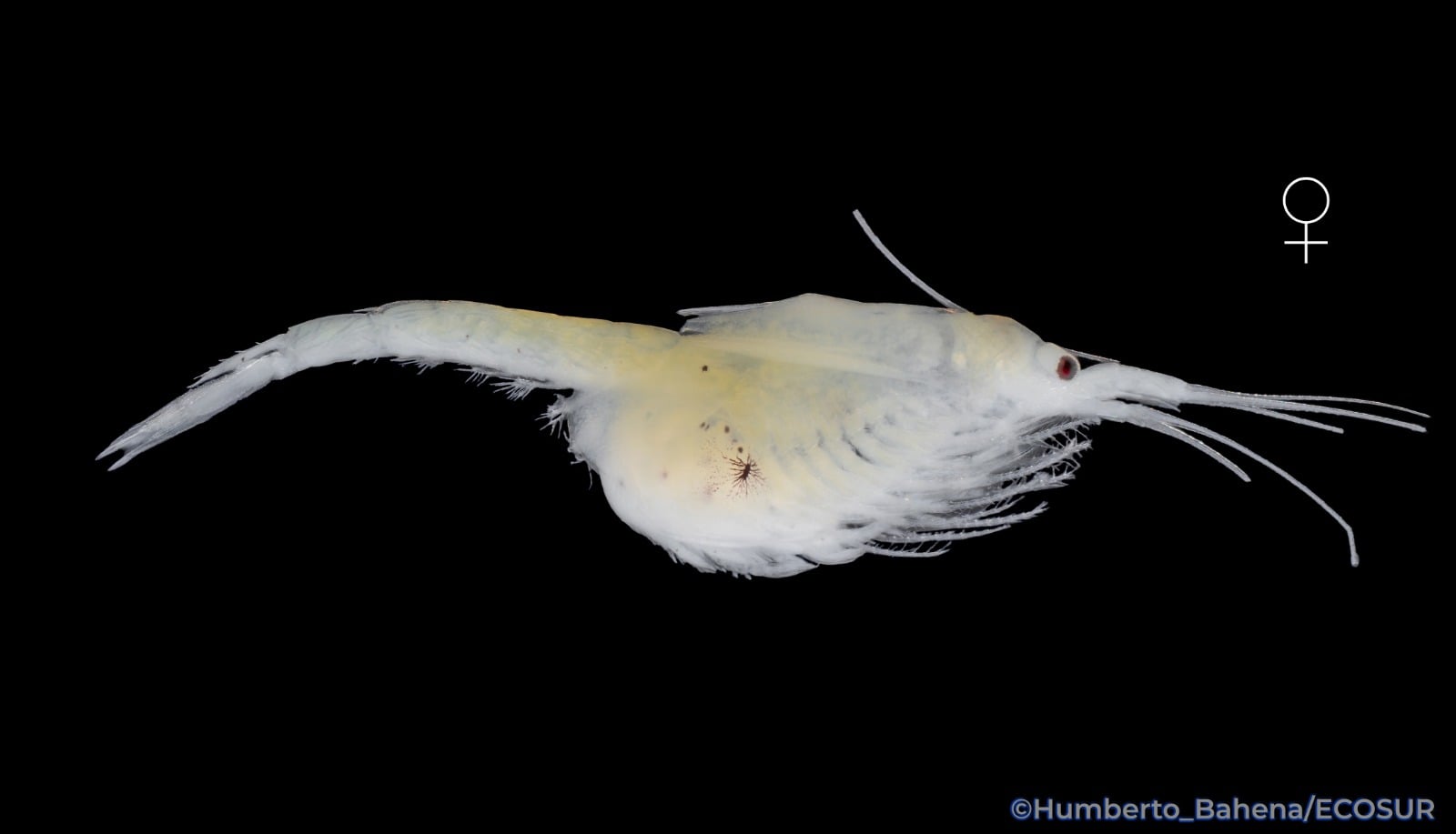 Descubren especie microendémica del Caribe Mexicano: 'Mayamysis bacalarensis'