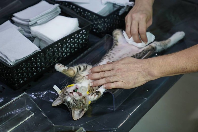 Alcaldía de Campeche llama a ciudadanos a esterilizar a mascotas para evitar proliferación de animales de calle