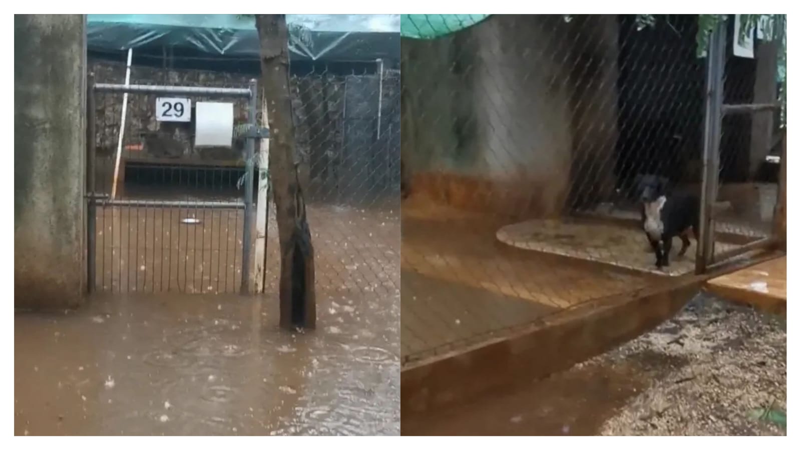 Refugio de animales en Mérida busca voluntarios para atender afectaciones por lluvias