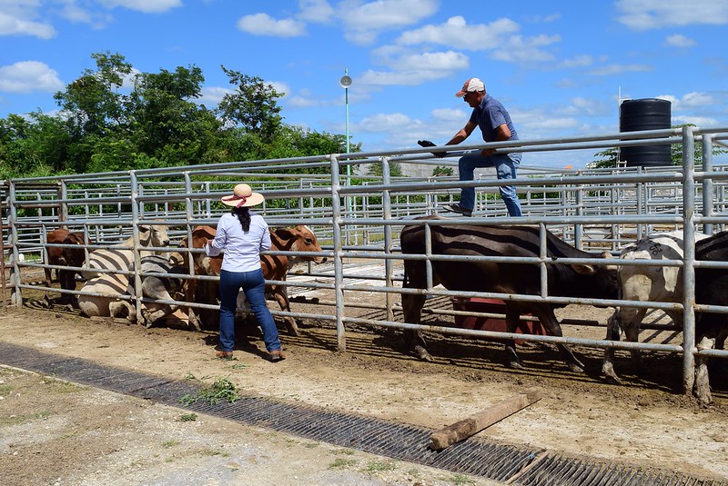 Se cancela Feria de Xmatkuil 2020, pero sí habrá exhibición ganadera