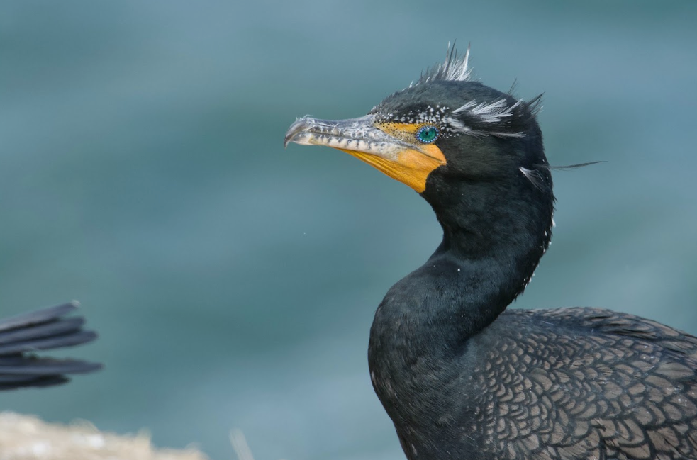 Cormorán orejudo, un experto buceador para la caza