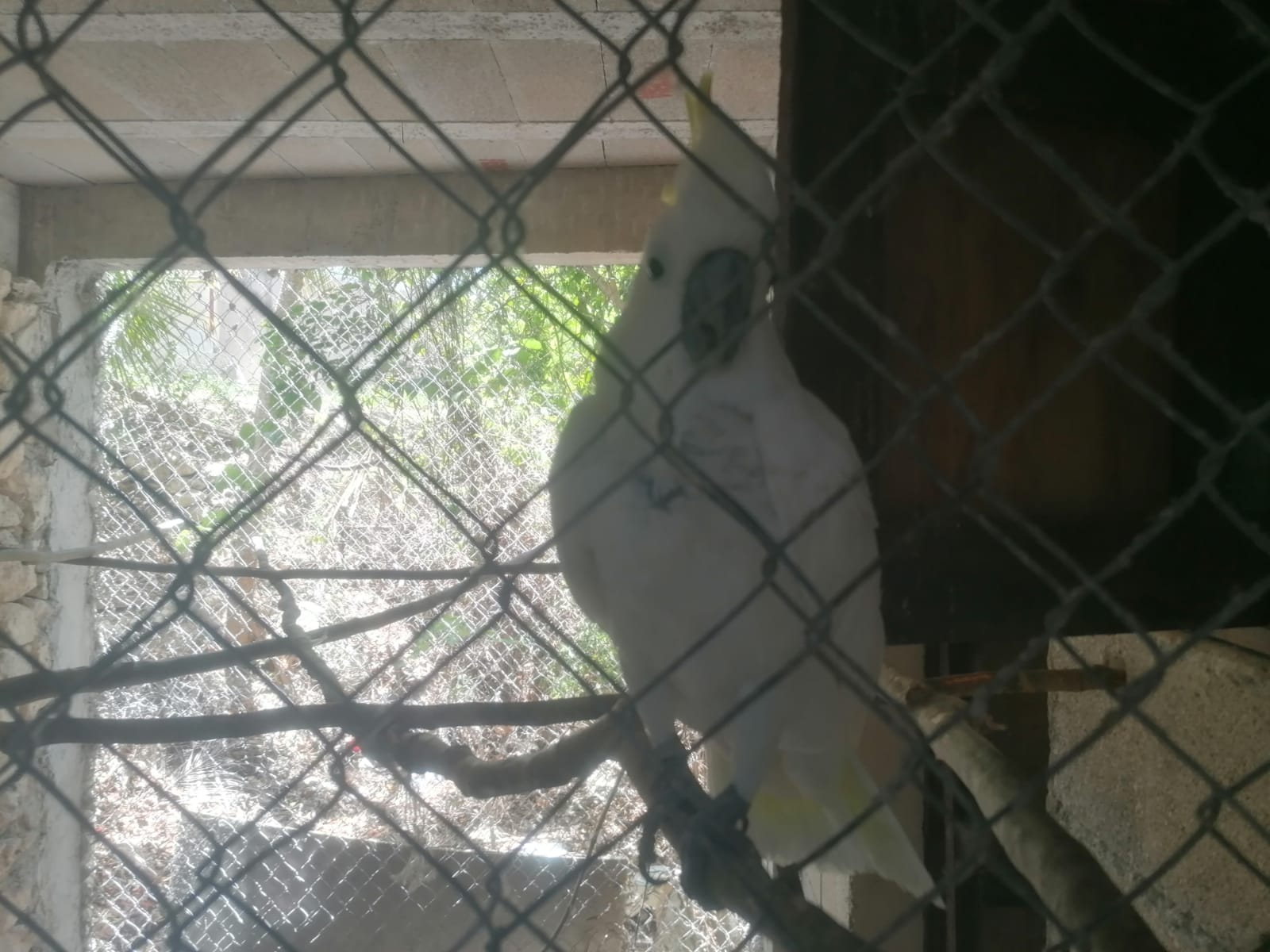 Rescatan 15 ejemplares de fauna silvestre en un predio en Playa del Carmen