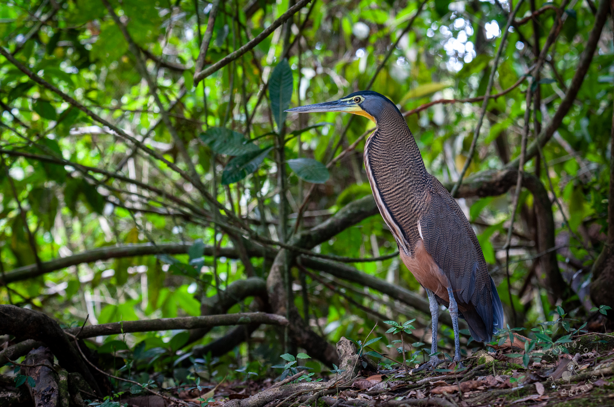 La garza de rayas claras y oscuras, la tigre