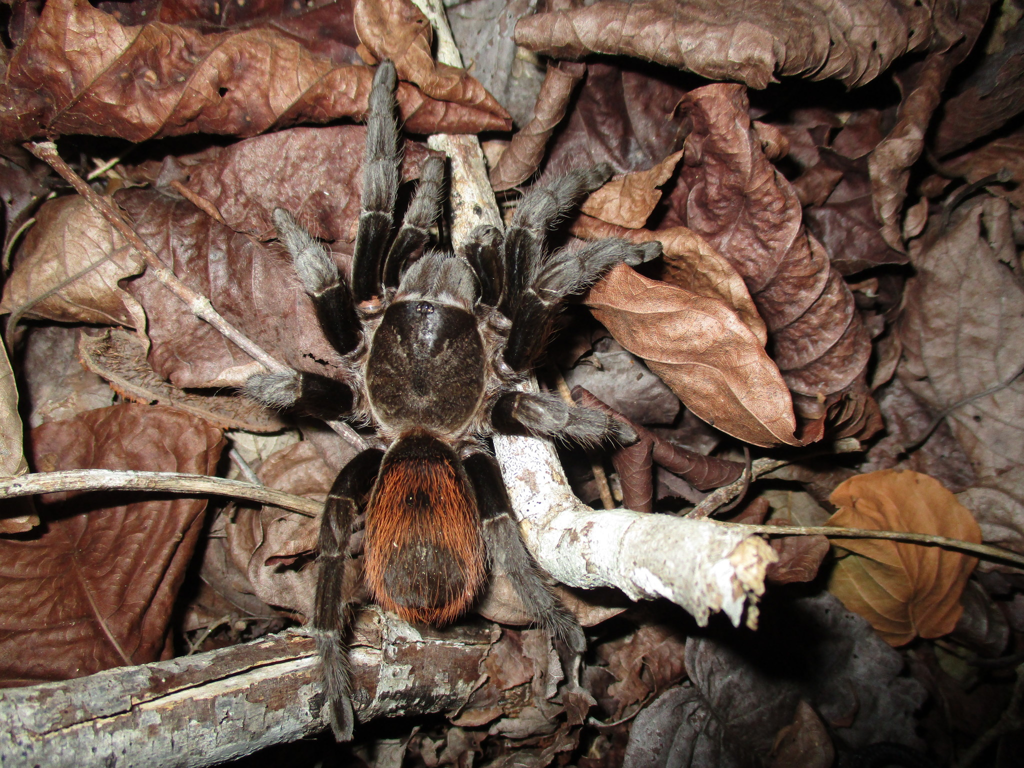 Tarántula yucateca, de las menos conocidas de México