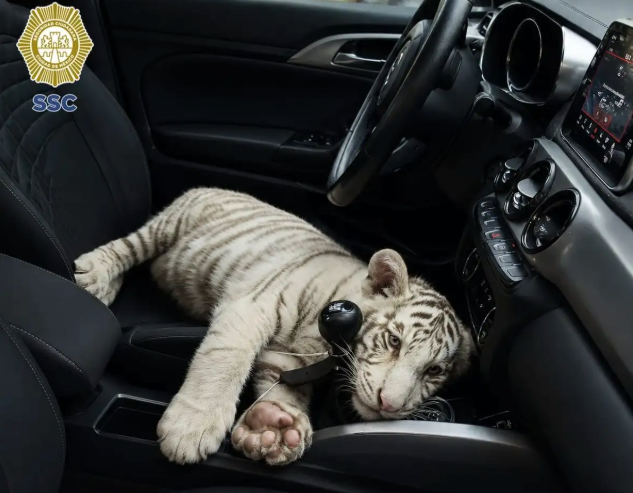CDMX: Detienen en Iztapalapa a un hombre con cachorro de tigre de bengala blanco