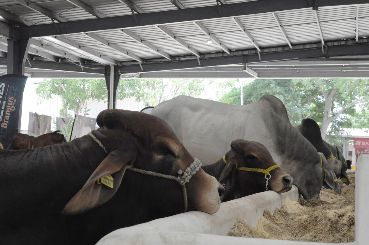 Garantizan sanidad y supervisión del ganado en la Feria Yucatán X´Matkuil
